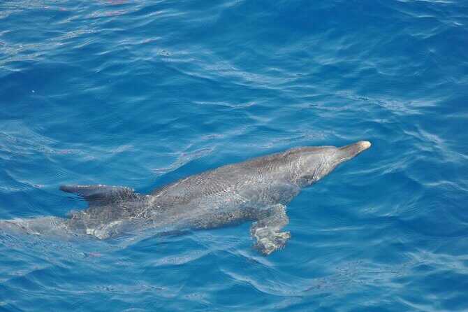 Dolphin Tour Banana Boat from Soma /Sahl Hasheesh/makadi/Safaga - FAQ