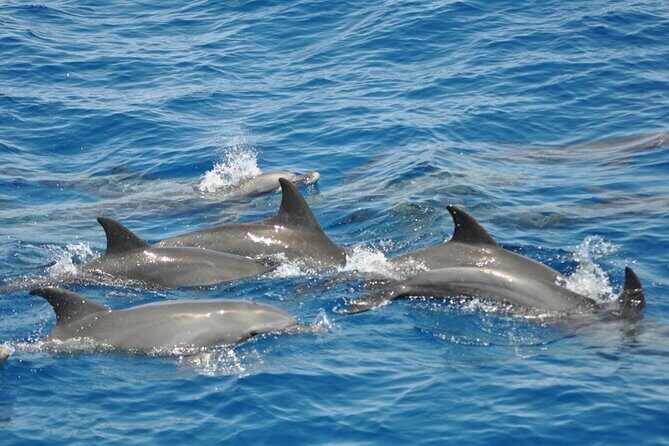 Dolphin tour & banana boat fun with snorkeling from Hurghada - An In-depth Look at the Tour Experience