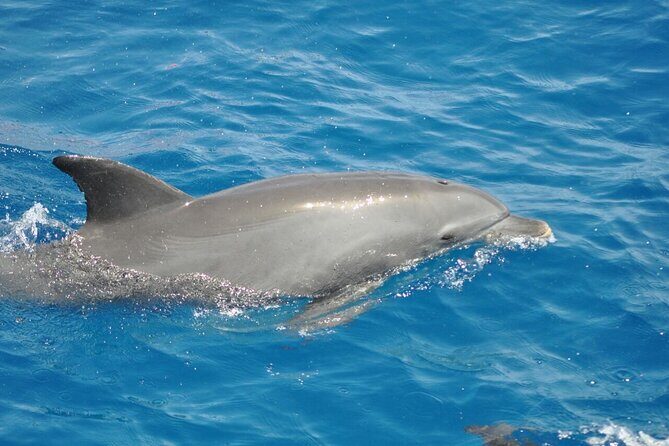 Dolphin tour from El Gouna - What’s Included and What’s Not