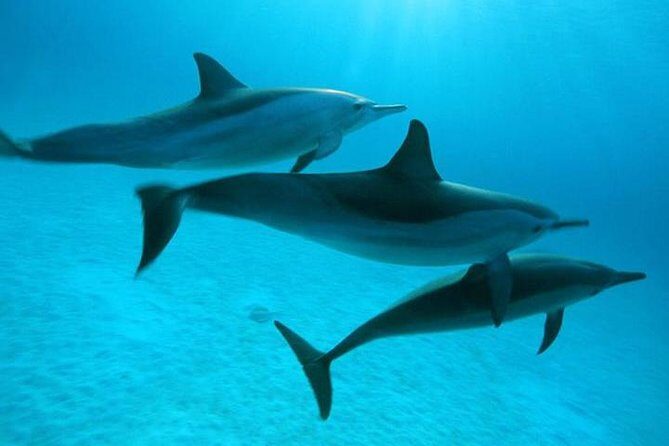 Dolphin tour from El Gouna - Final Thoughts: Who Should Consider This Tour?