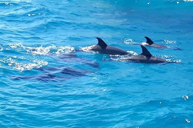Dolphin Tour in Hurghada - The Sum Up