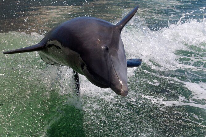 Dolphin Tour in St. Pete Beach - An Honest Look at the Dolphin Tour Experience