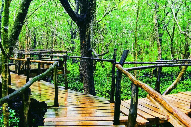 Dolphin Tour Jozan Forest, Kuza Cave, Paje Becach &The Restaurent - Practical Details & Value