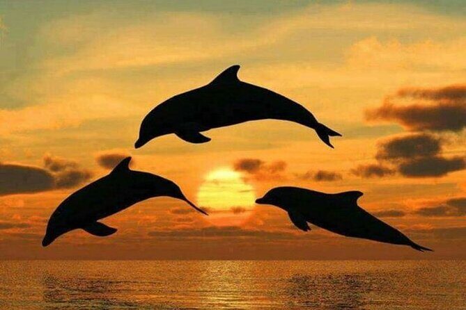 Dolphin tour, Jozani Forest, Jambiani Kuza Cave, Paje Beach &The Rock restaurent - FAQ