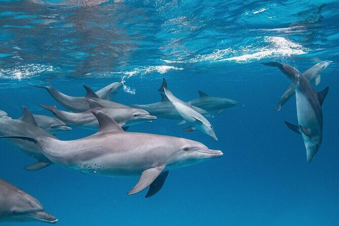 Dolphin Tour, Jozani Forest Tour, Kuza Cave Tour, Paje Beach,The Rock Restaurant - Final Thoughts