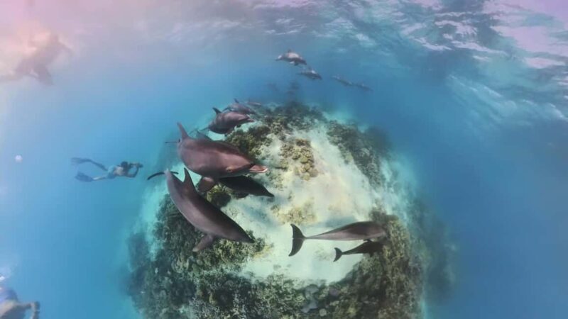 Dolphin Tour with Red Sea Fun. The Best in Hurghada - Who Is This Tour Best For?
