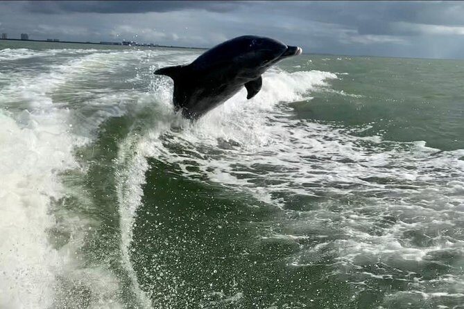 Dolphin Tours - Fort Myers Beach / Naples - Introduction: What This Tour Offers