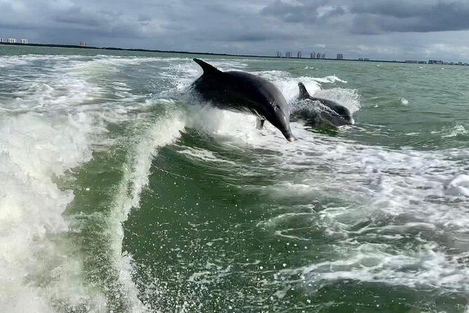 Dolphin Tours - Fort Myers Beach / Naples - Practical Details and What You’ll Experience