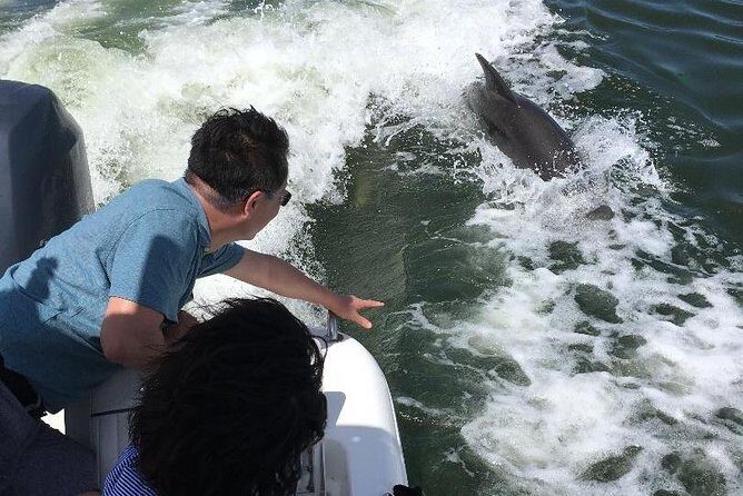 Dolphin Tours - Fort Myers Beach / Naples - Authentic Experiences and Feedback