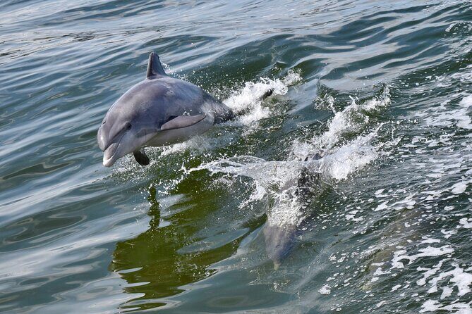 Dolphin Watch & Harbor Tour in Historical St. Augustine - Key Points