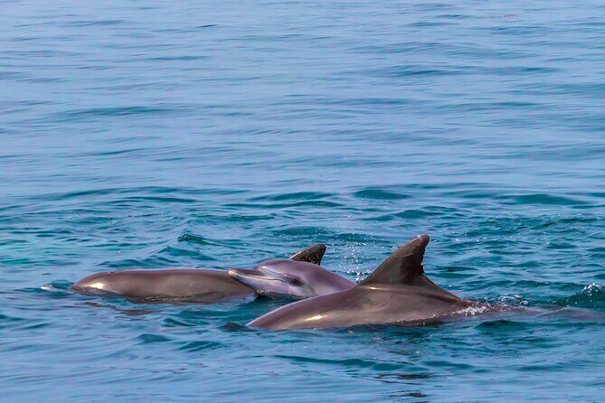 Dolphin Watch & Snorkeling at Kisite Marine Park & Wasini Island - FAQs