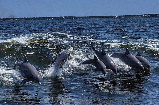 Dolphin Watching aboard the Cold Mil Fleet - The Sum Up: Who Will Love This Experience?