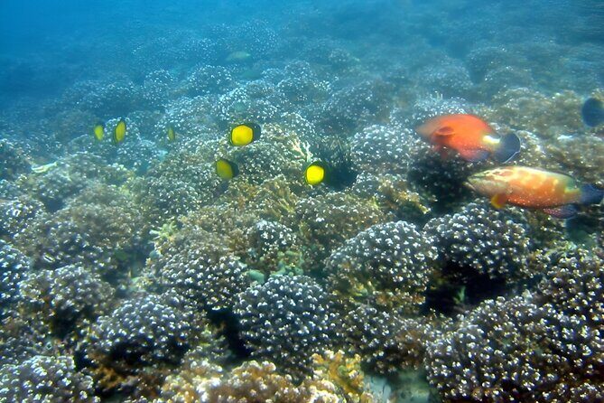 Dolphin Watching and Snorkeling Activity in Muscat - Introduction to the Experience