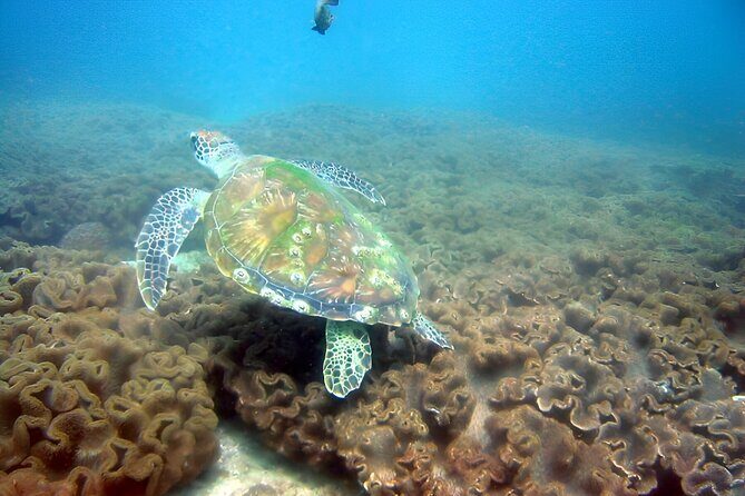 Dolphin Watching and Snorkeling Activity in Muscat - The Itinerary: What to Expect