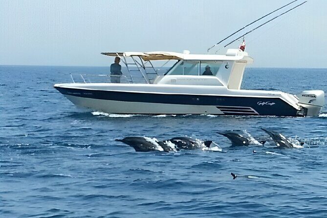 Dolphin Watching and Snorkeling Activity in Muscat - The Real Value: Price and Quality