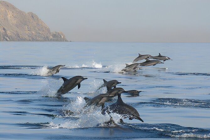 Dolphin Watching and Snorkeling Activity in Muscat - Final Thoughts: Who Will Love This Tour?