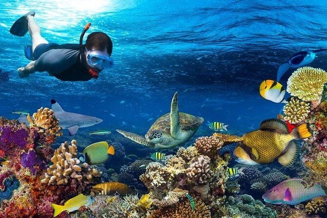 Dolphin watching and Snorkeling at Mnemba Atoll - Private Tour - Overview of the Tour Experience