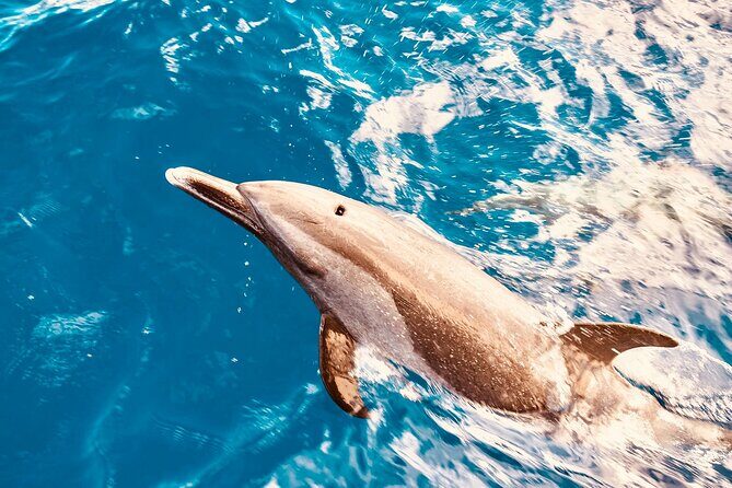 Dolphin Watching and Snorkeling on the West Coast of Oahu - Introduction: Why This Tour Might Be Perfect for You