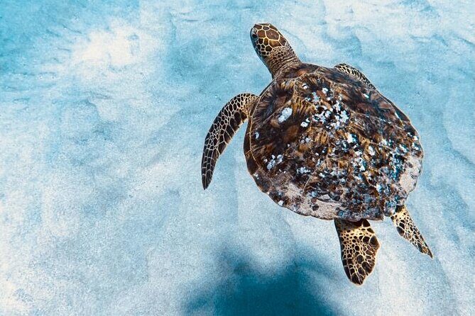 Dolphin Watching and Snorkeling on the West Coast of Oahu - The Sum Up: Is This Tour Right for You?