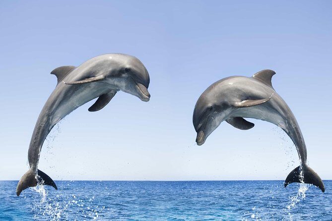 Dolphin Watching and Snorkeling Tour from Muscat - Who Should Consider This Tour?