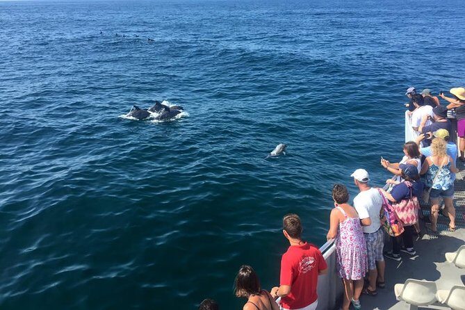 Dolphin Watching around Cape May - Key Points
