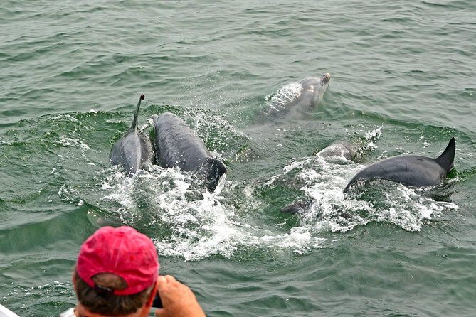 Dolphin Watching around Cape May - An In-Depth Look at the Cape May Dolphin-Watching Tour
