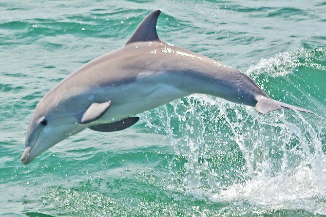 Dolphin Watching around Cape May - Suitable for Different Travelers