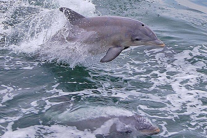 Dolphin Watching around Cape May - FAQ