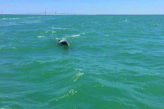 Dolphin Watching boat tour around Anna Maria Island - A Closer Look at the Experience