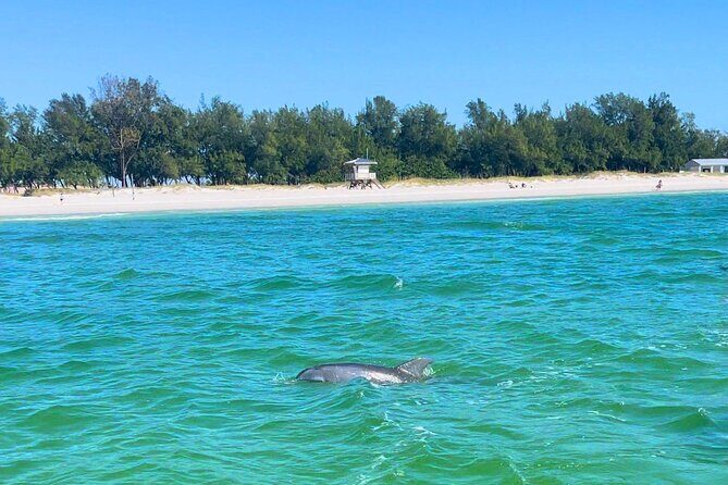 Dolphin Watching boat tour around Anna Maria Island - Final Words