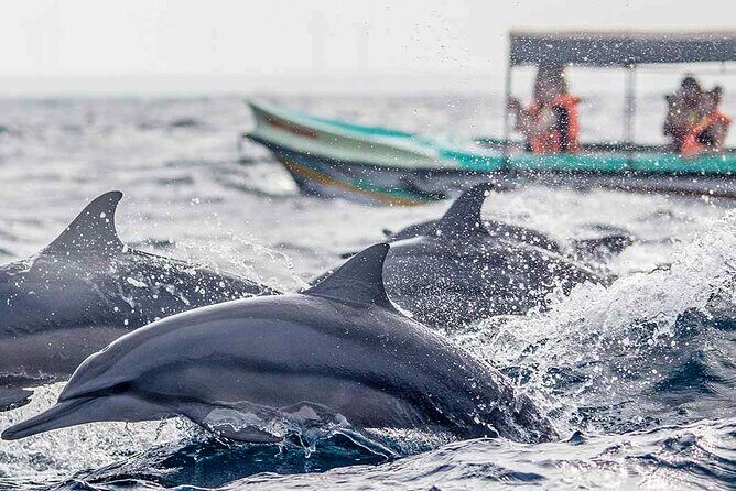 Dolphin Watching Boat Tour from Kalpitiya - An In-Depth Look at the Kalpitiya Dolphin Watching Experience