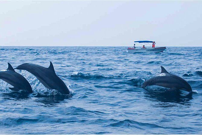 Dolphin Watching Boat Tour from Kalpitiya - The Sum Up