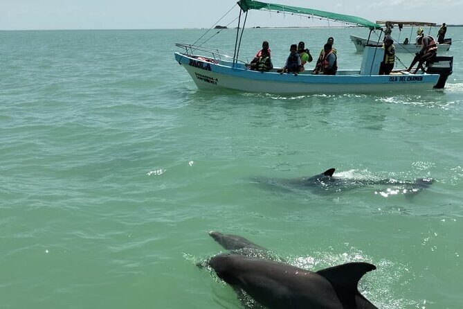 Dolphin watching by private boat from Isla Aguada - What the Experience Means for You