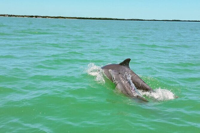 Dolphin watching by private boat from Isla Aguada - Practical Details and Tips