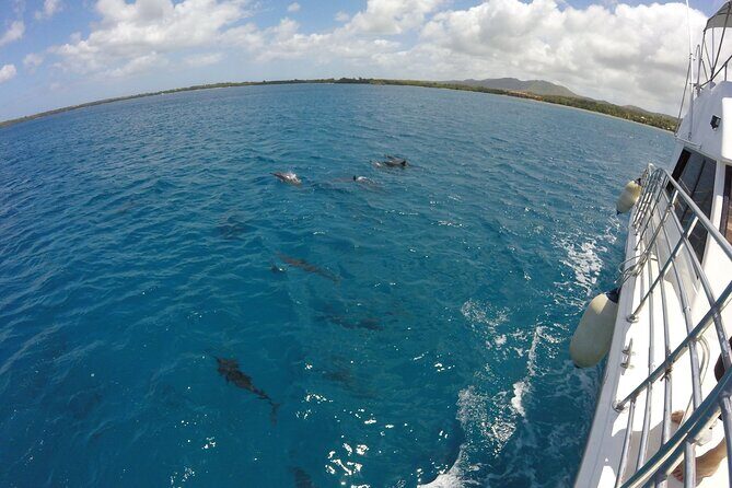 Dolphin Watching Cruise with Underwater Observatory Viewing - Who Should Consider This Tour?