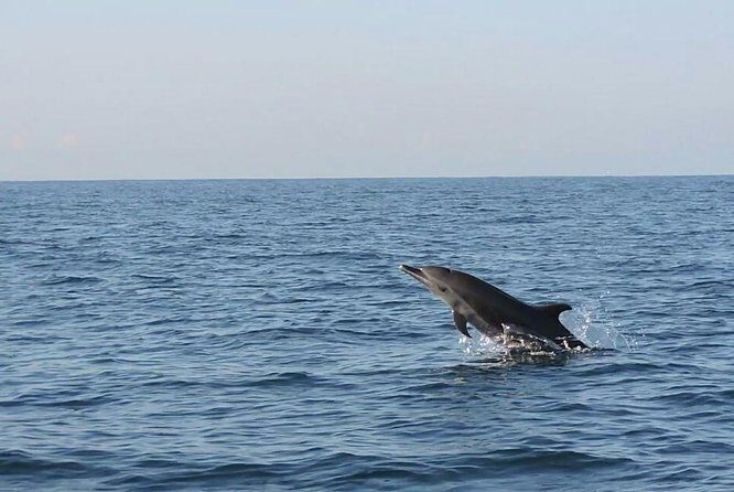 Dolphin Watching - The Itinerary: What to Expect