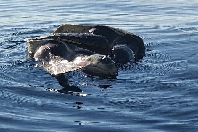 Dolphin Watching - The Downsides: What to Keep in Mind