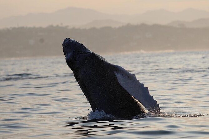 Dolphin Watching - Pricing and Value
