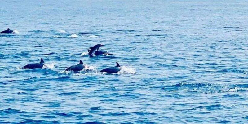 Dolphin Watching in Kalpitiya - Key Points