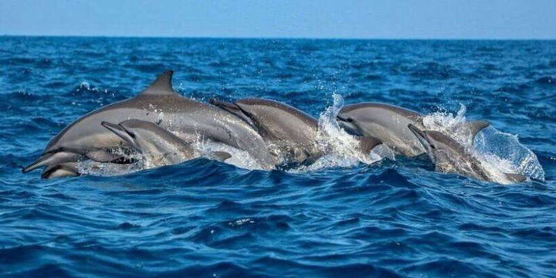 Dolphin Watching in Kalpitiya - An In-Depth Look at the Dolphin Watching Tour