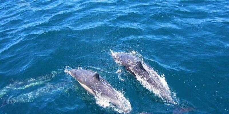 Dolphin Watching in Kalpitiya - Final Thoughts