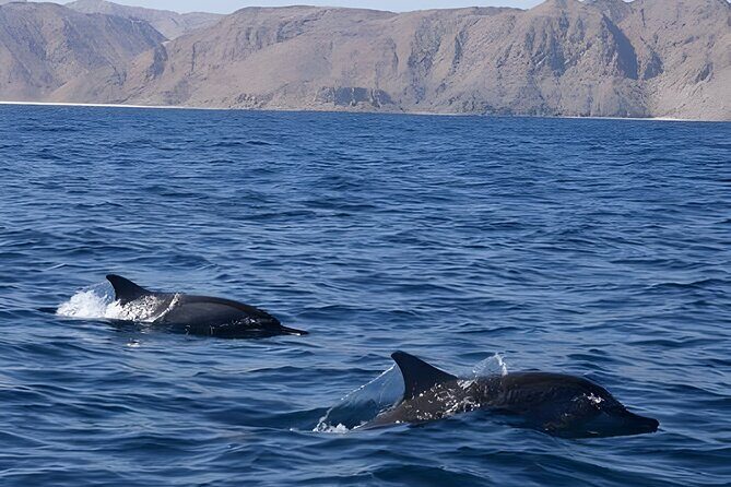 Dolphin Watching in Muscat - An In-Depth Look at the Experience