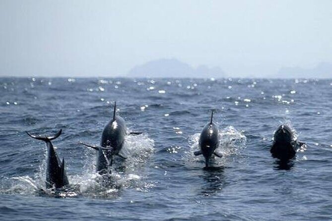 Dolphin Watching in Muscat - Final Thoughts: Is It Worth It?