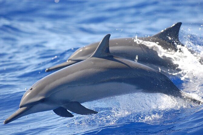 Dolphin Watching in Puerto Escondido - What Makes the Tour Special