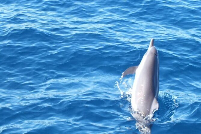Dolphin Watching in Puerto Escondido - The Guide and Group Size