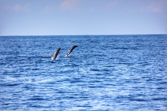 Dolphin Watching in Puerto Escondido - The Price and Its Value