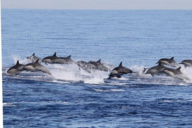 Dolphin Watching in Puerto Escondido - What Our Readers Say