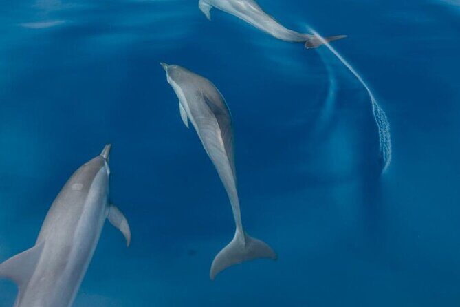 Dolphin Watching in Puerto Escondido - Who Should Book This Tour?