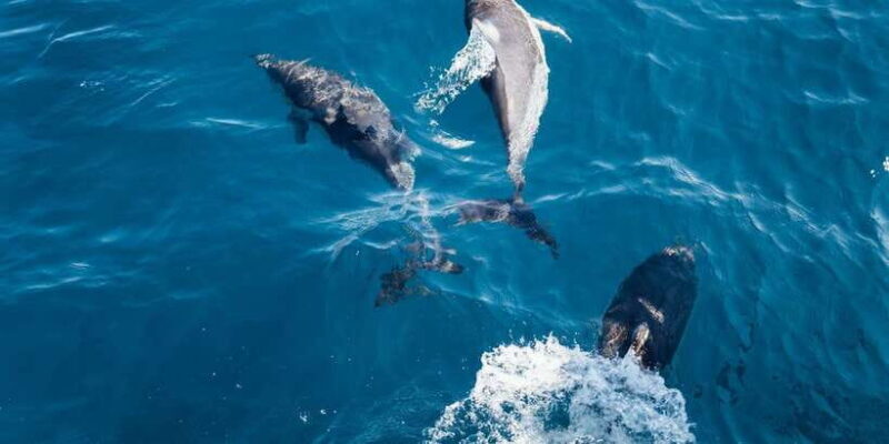 Dolphin Watching in Trincomalee - Key Points