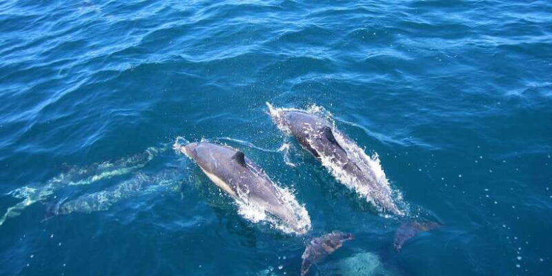 Dolphin Watching in Trincomalee - An In-Depth Look at Dolphin Watching in Trincomalee
